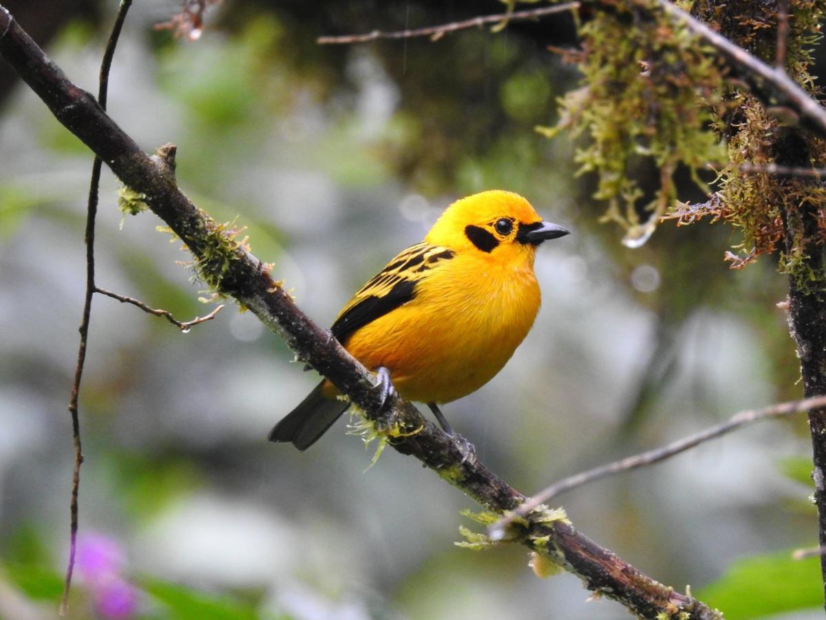 Biohostal Mindo Cloud Forest Экстерьер фото