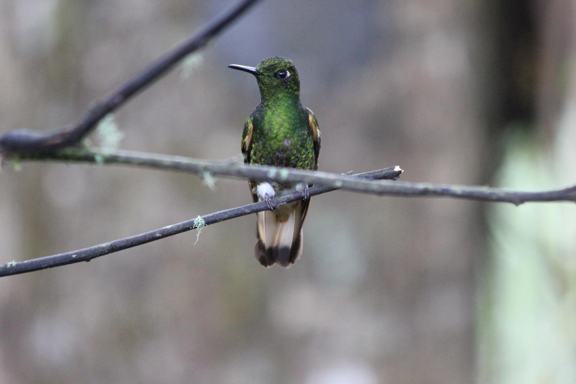 Biohostal Mindo Cloud Forest Экстерьер фото