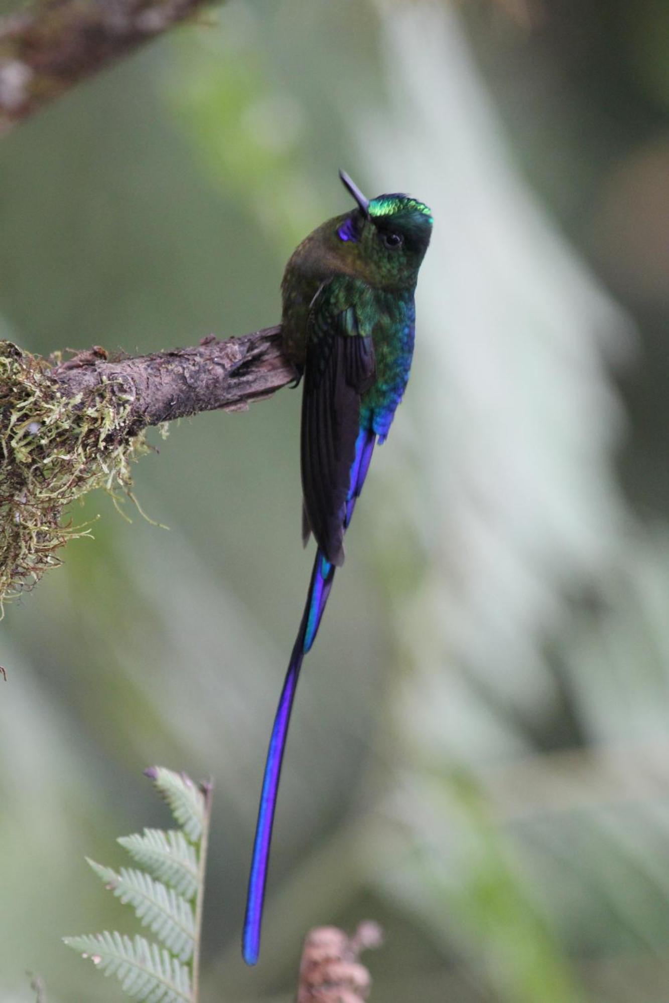 Biohostal Mindo Cloud Forest Экстерьер фото