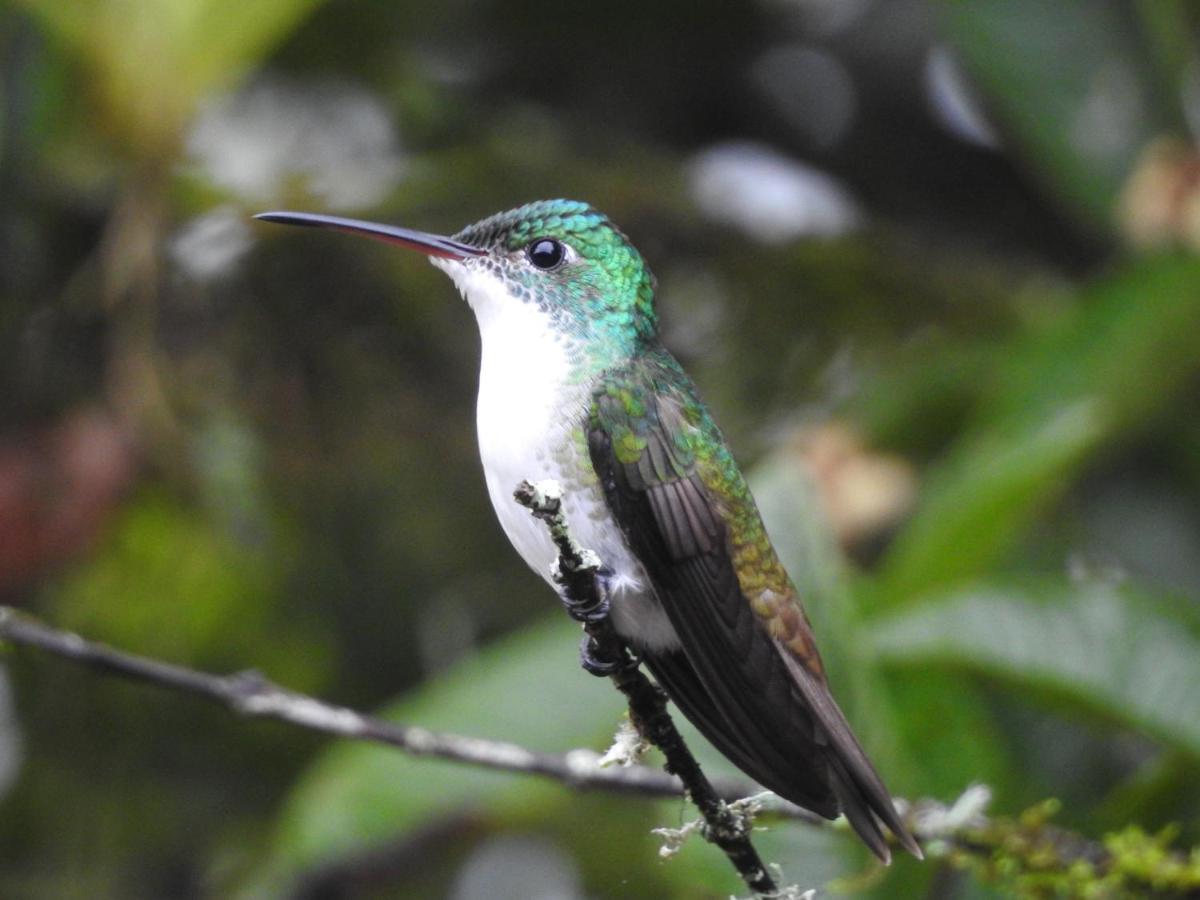 Biohostal Mindo Cloud Forest Экстерьер фото