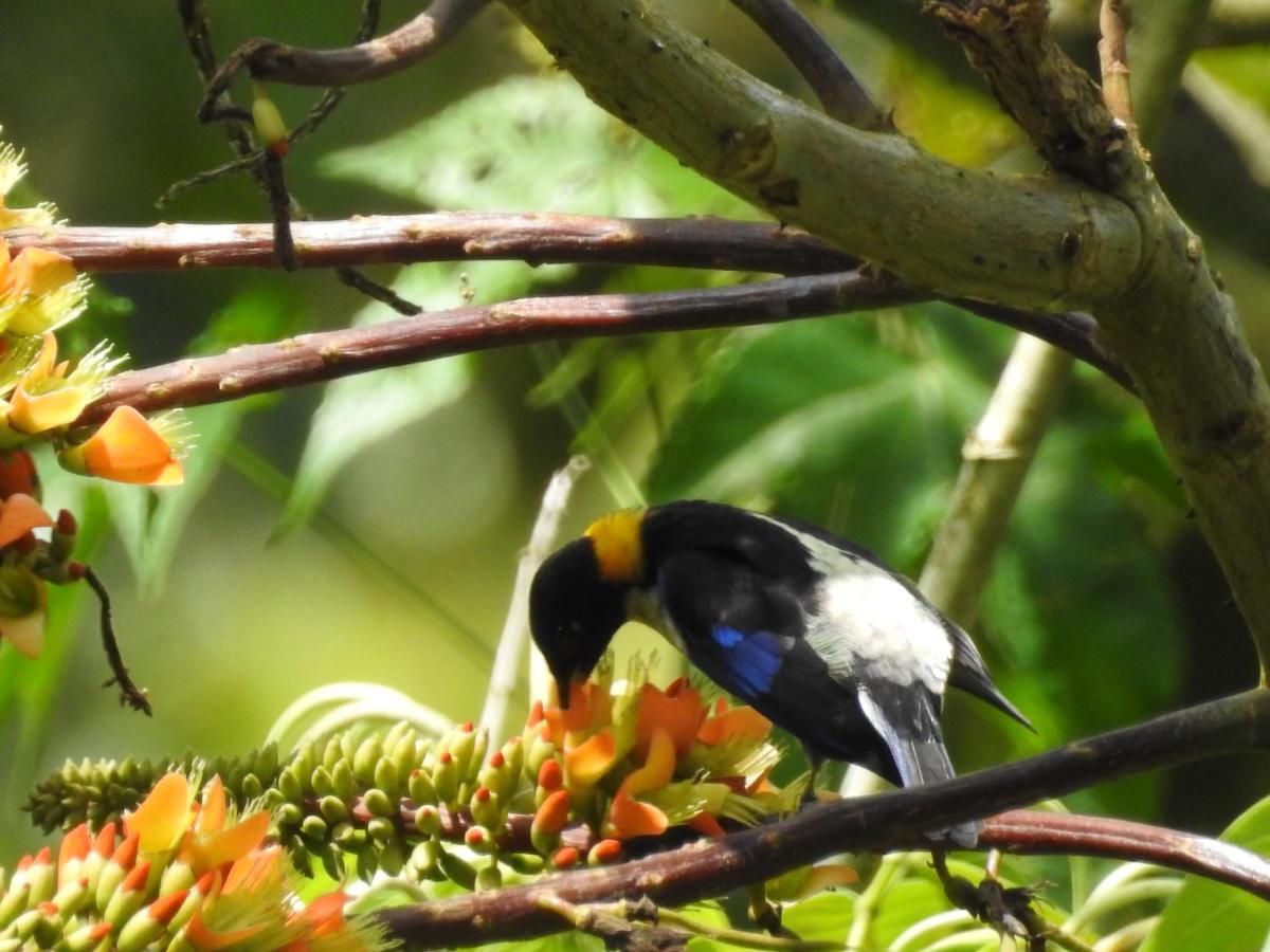 Biohostal Mindo Cloud Forest Экстерьер фото